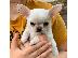 PoulaTo: CHIHUAHUA-350 €